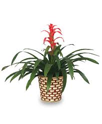 We did not find results for: Watering Bromeliads And Forcing Them To Bloom