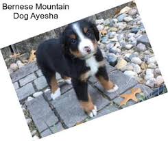 We did not find results for: Bernese Mountain Bernese Mountain Dog For Sale In Texas Agriseek Com