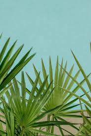 To explore more similar hd image on pngitem. Download Free Summer Wallpaper Aesthetic Palm Leaves Cellularnews