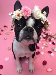 Puppy Flower Crown Bridal Wedding Dog Collar Photo Prop Floral Etsy Puppy Flowers Wedding Dog Collar Pretty Dogs