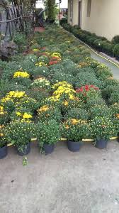 Plantele de interior reprezinta întotdeauna un decor elegant care da viata si culoare încaperilor, fie ca se poate comanda doar cantitatea din stoc sau acest produs nu se mai fabrica. Oferta Specifica Disponibilitate Marea Britanie CapturÄƒ Crizanteme La Ghiveci De Vanzare Rawpedia Ro