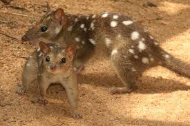 The Northern Quoll An Endangered Species In Australia Quoll Australian Mammals Endangered Animals