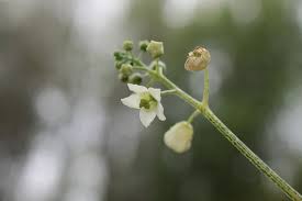 Image result for Sicyos