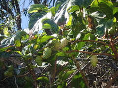 Image result for Pauridiantha paucinervis