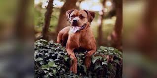 Similar to a boxer, its mix breeds also serve as family pets. 49 Rottweiler Mix Breeds