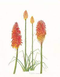 Kniphovia Uvaria Workart Prints And Picture Frames Flower Illustration Flower Art Flower Painting