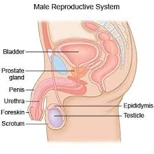 Image result for Phimosis