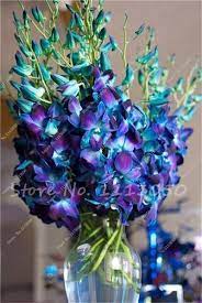 100 Pcs Cymbidium Seed Rainbow Chinese Cymbidium Orchid Flower Seeds Potted Plant Indoor Bonsai Flower Dendrobium Orchids Blue Dendrobium Orchids Blue Orchids