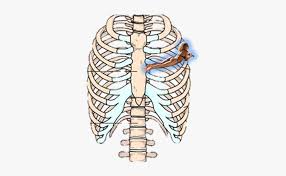 We did not find results for: Rib Cage Human Skeleton Sternum Anatomy Hd Png Download Transparent Png Image Pngitem