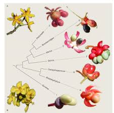 Image result for Rhabdophyllum affine