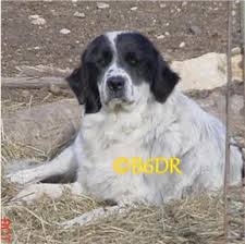 Check spelling or type a new query. Bar 6 Diamond Ranch Black White Great Pyrenees
