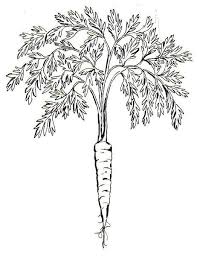 Fichier Carrot Psf Jpg Wikipedia Carrot Drawing Botanical Illustration Black And White Veggie Art