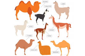 La china suárez y benjamín vicuña disfrutan de un presente de paz en su relación que tuvo varias crisis y reconciliaciones. Do You Know The Difference Between Llamas Alpacas And Vicuna Inka Jungle Tour Tailor Made Tours In Peru To Machu Picchu