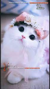 Pin By Juan Perez On Iqra Creation Beautiful Kittens Cute Animals Cute Baby Animals