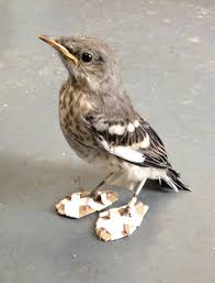 adorable mockingbird wears tiny