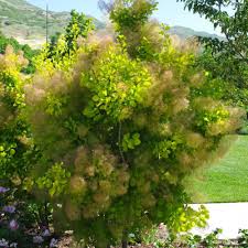 We did not find results for: Cotinus Coggygria Ancot Finegardening
