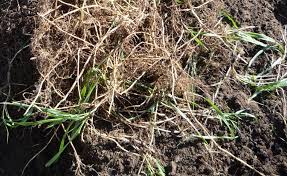 Image result for Digitaria abyssinica