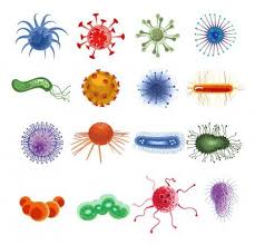Cartoon Viruses And Bacteria Vector Set Microscopic Cell Bacterium And Microor Spon Bacteria Vector Cartoo Microscopic Cells Microorganisms Bacteria