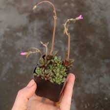 Image result for Anacampseros rhodesica