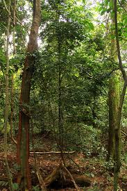 Image result for Drypetes arguta