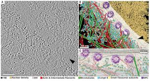 This game is not like the wordbrain game which all you need to do was to guess what words where shown in each level and slide the finger through them to form the word. Visualizing The Molecular Sociology At The Hela Cell Nuclear Periphery Science