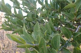 Image result for Strychnos pungens