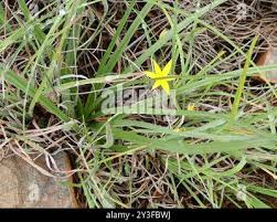 Image result for Hypoxis angustifolia