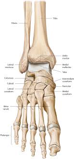 Check spelling or type a new query. Foot And Ankle Musculoskeletal Key