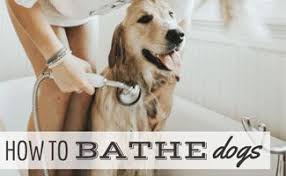 How Often Should You Bathe Your Dog Plus 8 Bathing Tips Dog Bath Dog Wash Bathing A Puppy