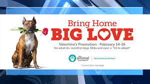 Residentevil jillvalentineresidentevil jill residentevil3 biohazard capcom residentevil3remake valentine evil. Sweet 160 Animals Adopted At Local Shelter During Valentine S Day Promotion Klas