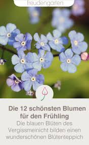 12 Fruhbluhende Stauden Garten Pflanzen Stauden Bluhende Pflanzen