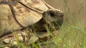 Häufig sind es interessenten, die sich noch nicht lange mit der haltung dieser faszinierenden reptilien auseinandersetzen und der meinung sind, dass kleine schildkröten wenig platz benötigen und leicht zu pflegen sind. Q0kpehw8k2s8ym