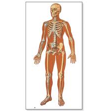 The phalanges are long, slender bones that form hinge joints between. The Human Skeleton Chart Front 4006512 V2001u Skeletal System 3b Scientific