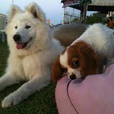 kocaeli kopek ciftligi home facebook