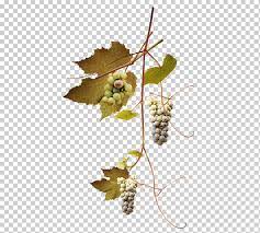 يقدم pngtree أكثر من شعار صور png وصور متجهة ، بالإضافة إلى صور شفافة شعار صور clipart وملفات psd. Ø¹Ù†Ø¨ ÙˆØ±Ù‚ Ø¹Ù†Ø¨ Ø´Ø§Ø¦Ø¹ ÙŠØªØ±Ùƒ ØºØµÙ† ÙˆØ±Ù‚ Ø§Ù„Ø¹Ù†Ø¨ Ø·Ø¹Ø§Ù… Ø£ÙˆØ±Ø§Ù‚ ÙØ±Ø¹ Png