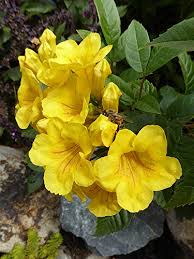 In india it is also normally cultivated as an ornamental tree. M Tech Gardens Rare Tecoma Stans Yellow Bells Yellow Trumpetbush Flower Tree Seeds 20 Seeds Pack Amazon In Garden Outdoors