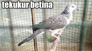 We did not find results for: Kicau Burung Tekukur App Android à¤• à¤² à¤ à¤¡ à¤‰à¤¨à¤² à¤¡ 9apps