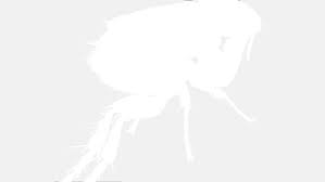 Check out get rid of fleas quickly. How Fast Do Fleas Spread Fleascience