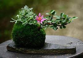 Due designer giapponesi del team hoshinchu, hanno creato un bonsai di nome 'air bonsai', un bonsai che sembra fluttuare. Kokedama Come Si Realizza Un Giardino Sospeso