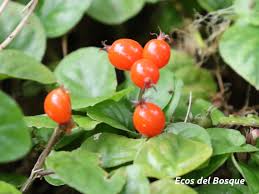 Image result for Geophila repens