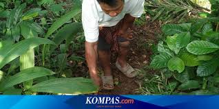 Sedang cari referensi tempat wisata alam di bogor atau tempat wisata yang cocok untuk keluarga? Cerita Warga Mengikuti Jejak Binatang Buas Yang Memangsa Ternaknya Hingga Masuk Hutan Halaman All Kompas Com