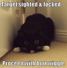 the deadliest wiggle funny cat pictures cat memes funny cat memes