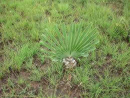 Image result for Aspidoglossum hirundo