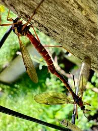 Image result for Steganotaenia hockii