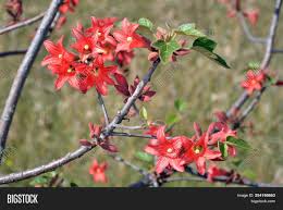 Maybe you would like to learn more about one of these? Coral Red Flowers Image Photo Free Trial Bigstock
