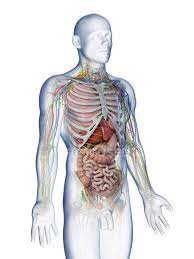 The muscles of the shoulder joint can be divided into an intrinsic and extrinsic group; Male Upper Body Anatomy And Internal Organs Computer Illustration Blood Vessels Biological Stock Photo 308613750