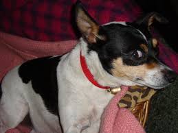 toy fox terrier phoebe toy fox terriers fox terrier terrier