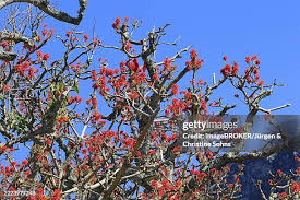 Image result for Erythrina abyssinica × lysistemon