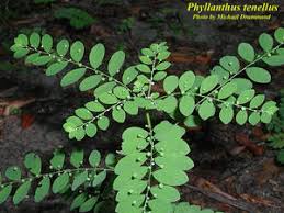 Image result for Phyllanthus glaucophyllus