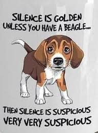 I Have A Beagle Beagle Funny Beagle Puppy Cute Beagles